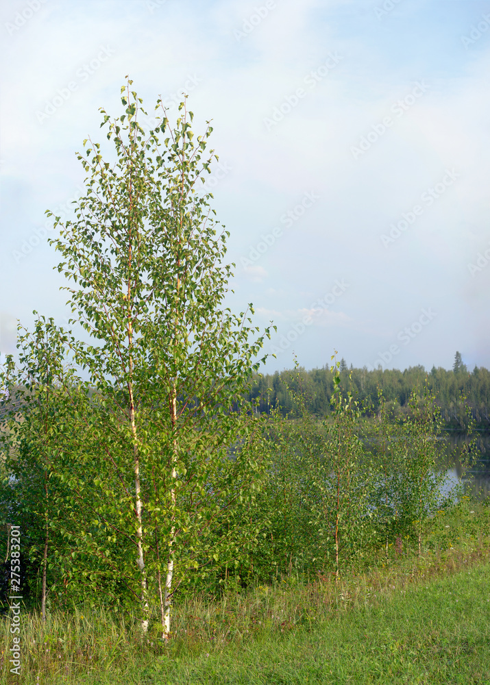 Obraz premium White small birch grows near the pond next to the thick grass and forest in the taiga of Yakutia.