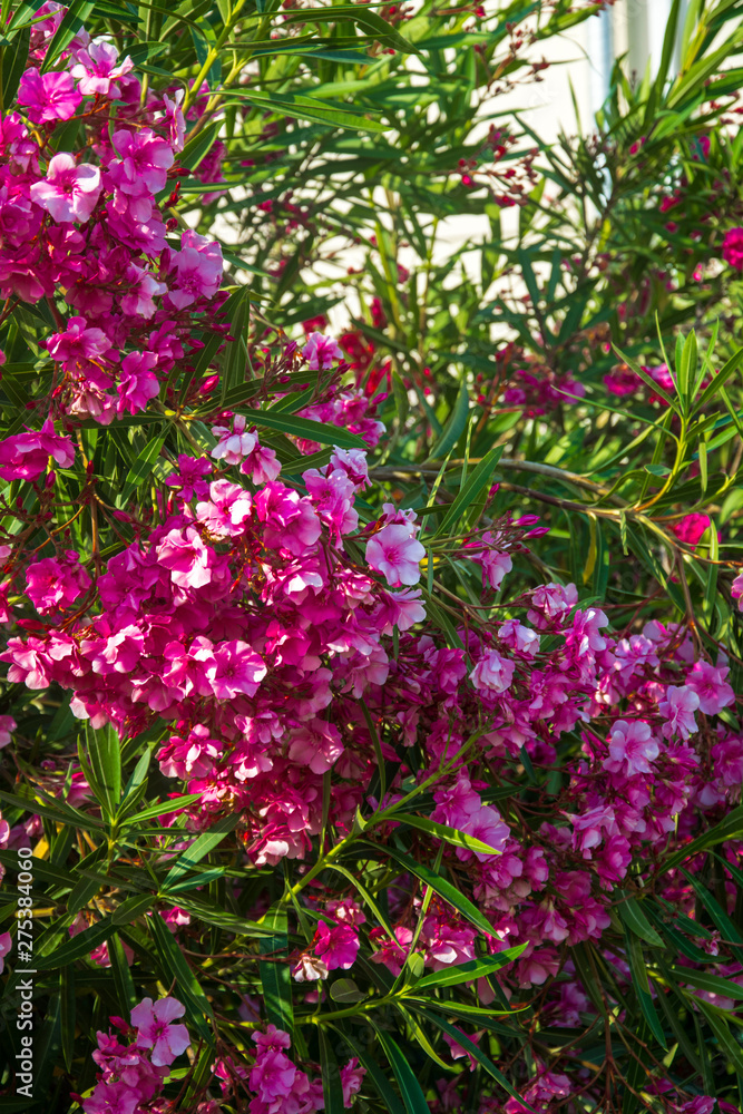 Oleander flowers bush bloom summer subtropics