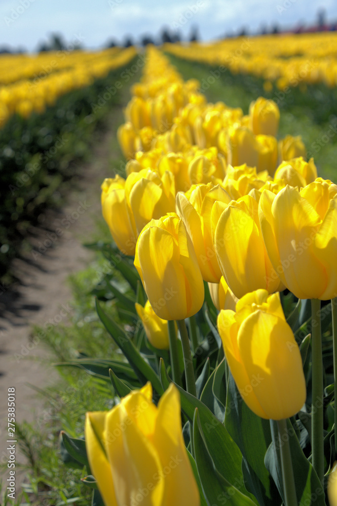 Obraz premium yellow tulips in garden