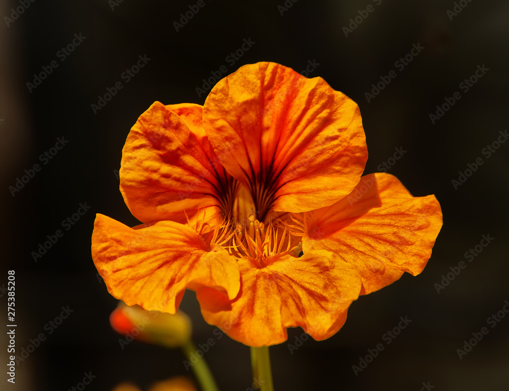 red flower isolated on black background red flower isolated on black background