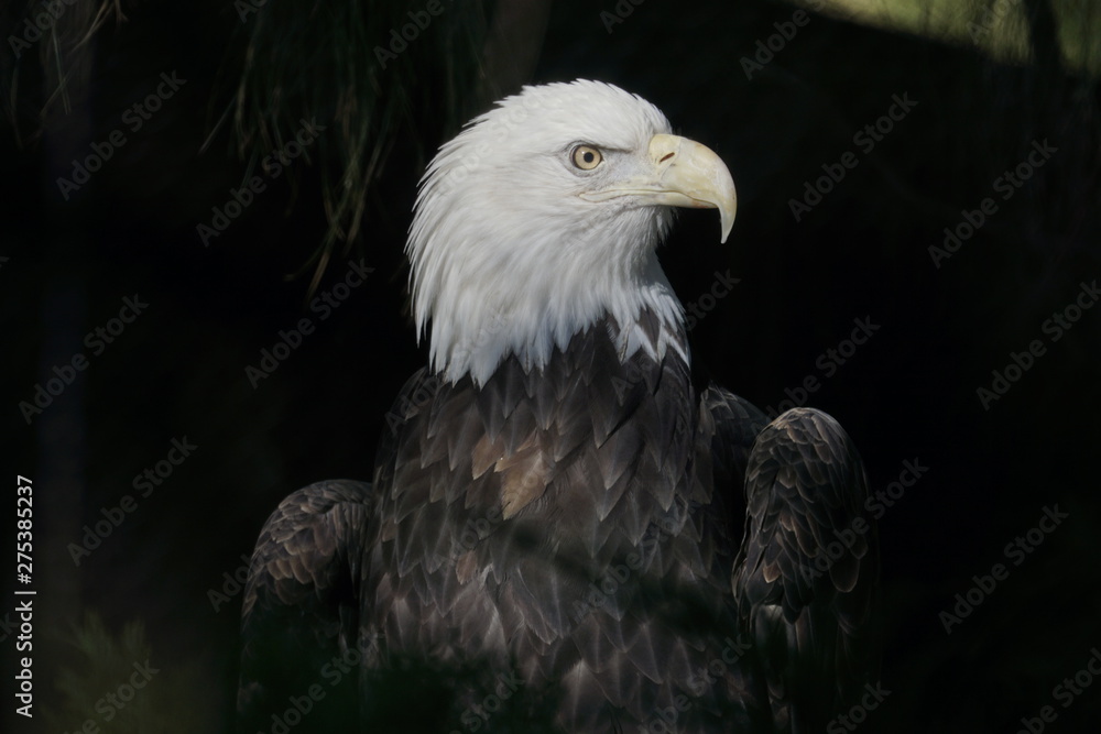 Obraz premium Eagle