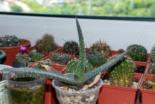 Close up of aloe cameronii growing in pot on window sill, low maintenance succulent plant native to Malawi and Zimbabwe photo