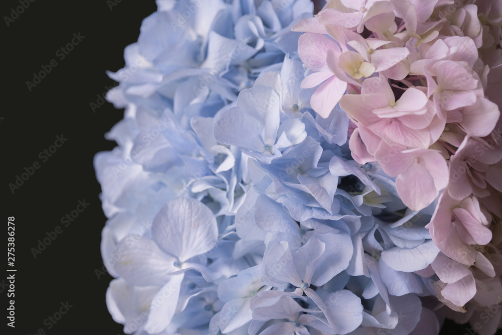 Blue and pink hydrangea flower bouquet Blue and pink hydrangea flower bouquet