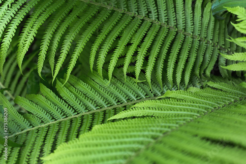 beautiful brught green fern background photo