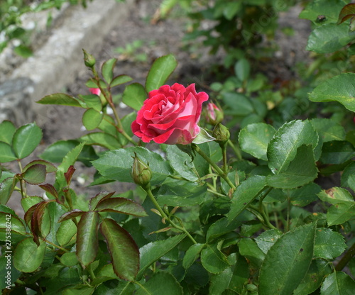 pink rose in the garden