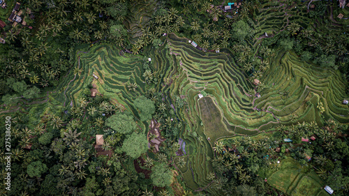 Aerial top view of Rice Terrace in Ubud Bali Tegallalang