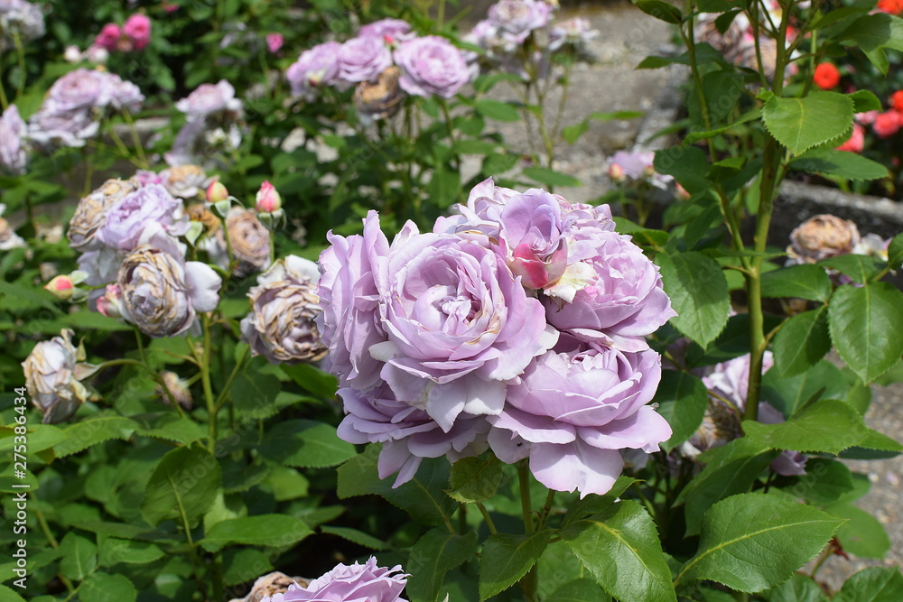 Fototapeta premium lavender roses in the garden