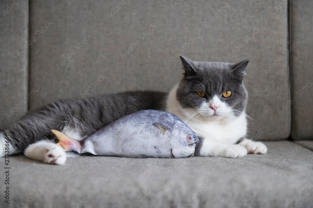 British shorthair cat holding a toy fish