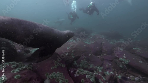 Seal Swims Past Camera and Looks, Second Seal Approaches, Vancouver Island, Canada photo