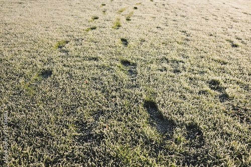Footprints in grass with hoar frost in the morning.