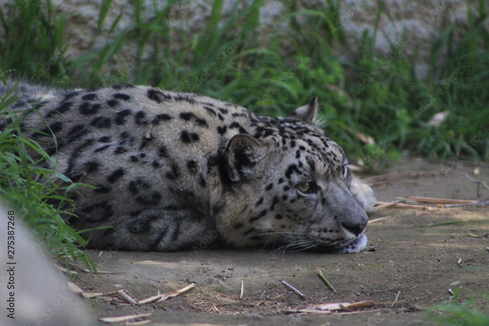 Snow Leopards Snow Leopards