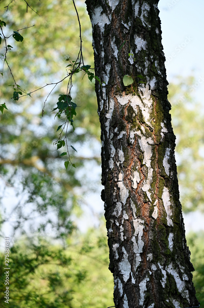 A birch trunk with a forest in the background. A birch trunk with a forest in the background.