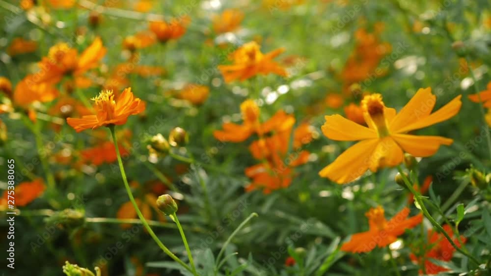 close-up orange cosmos flower blossom blooming in the morning day close-up orange cosmos flower blossom blooming in the morning day