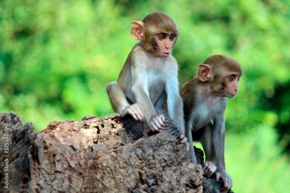 Two young Monkeys sitting on rock, Macaca mulatta-sp, Hyderabad, Telangana, India Two young Monkeys sitting on rock, Macaca mulatta-sp, Hyderabad, Telangana, India