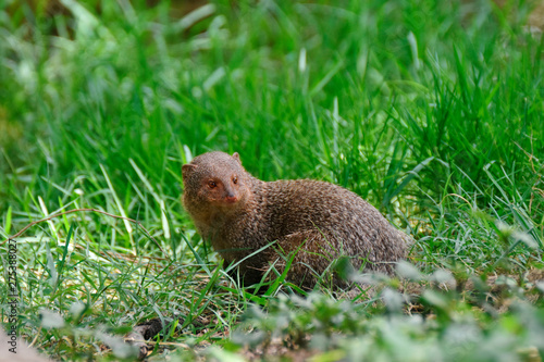 Indian grey mongoose, Herpestes edwardsi sp,Hyderabad,Telanagana, India