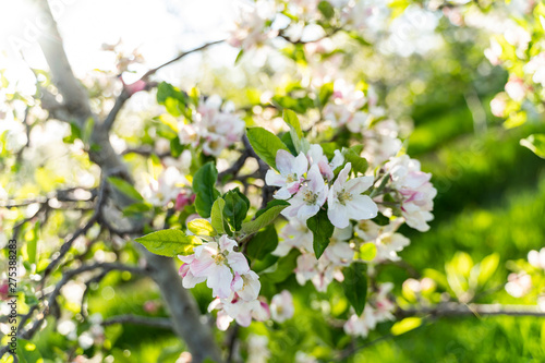 closeup of a beautiful Apple tree flower during spring in South Tyrol backlit from the sun