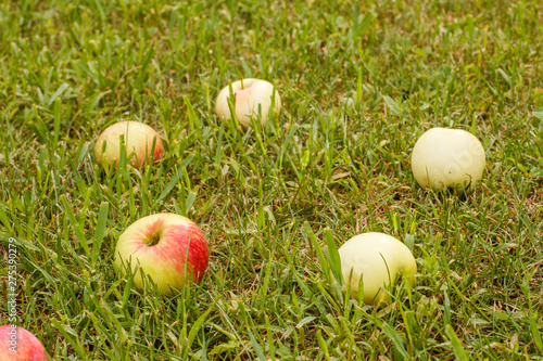 Red apples on green grass in the orchard. Fallen ripe apples