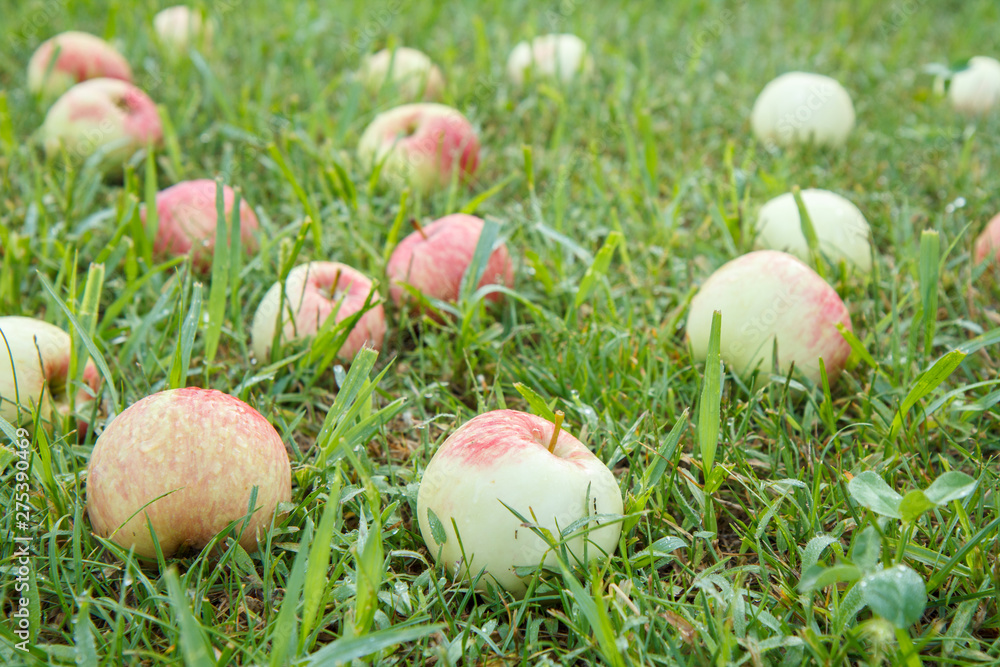 Red apples on green grass in the orchard Red apples on green grass in the orchard