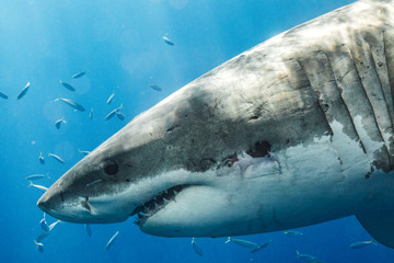 Great White Shark in Guadalupe Mexico
