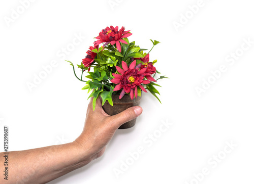 Female hand holding a pot with a bouquet of red flowers isolated on a white background. 
