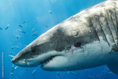 Great White Shark in Guadalupe Mexico