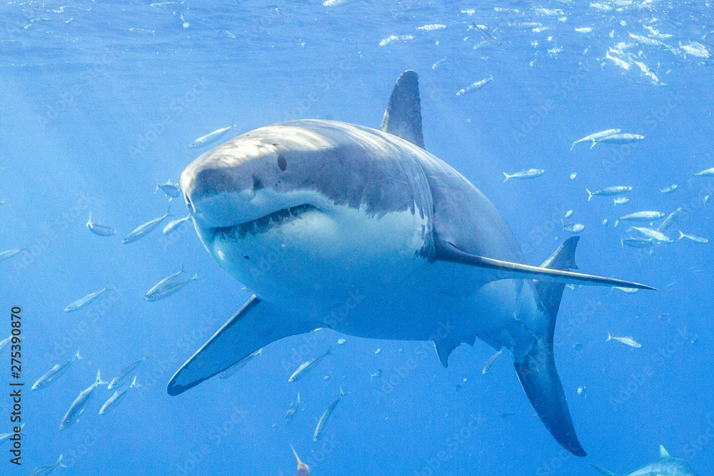Fototapeta premium Great White Shark in Guadalupe Mexico