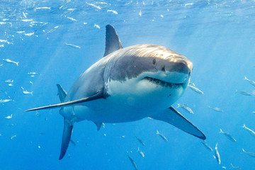 Great White Shark in Guadalupe Mexico