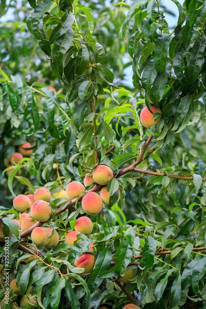 Ripe peaches hanging on the tree in the orchard.