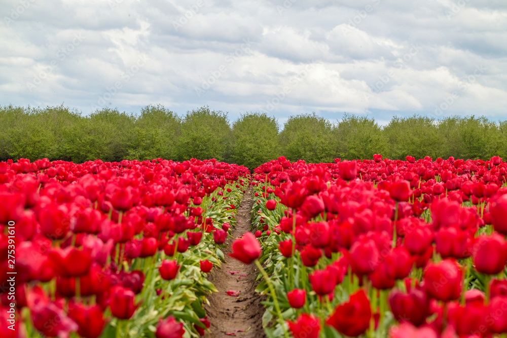 View of a tulip field with inter-raw space. Red tulips on a field. View of a tulip field with inter-raw space. Red tulips on a field.
