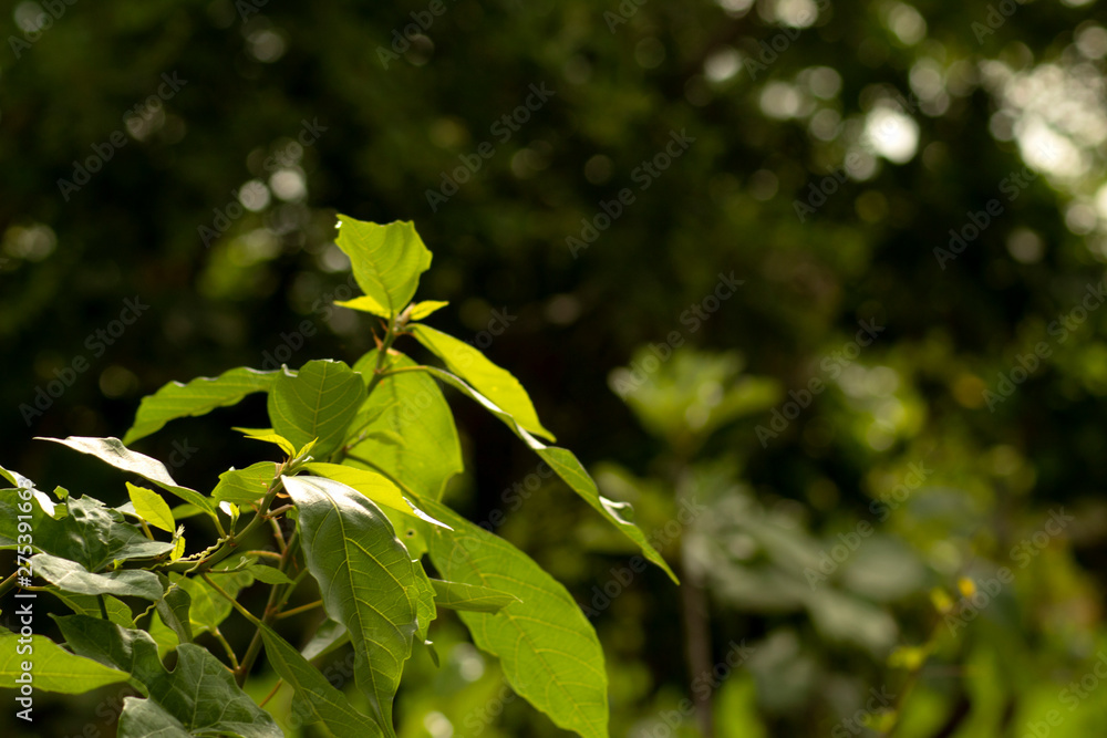 Obraz premium green leaves sping on green bokeh background