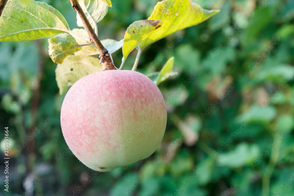 Large ripe apple on a tree branch in an orchard Large ripe apple on a tree branch in an orchard