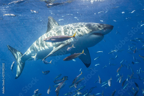 Great White Shark in Guadalupe Mexico © shanemyersphoto