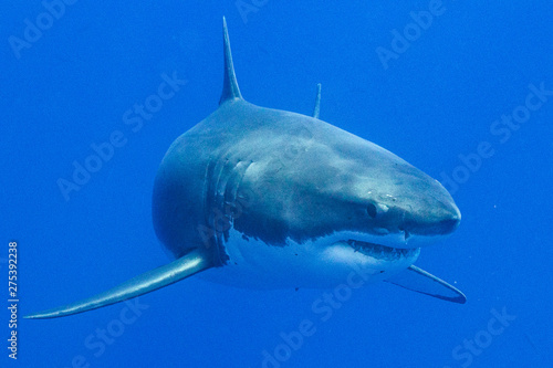 Great White Shark in Guadalupe Mexico
