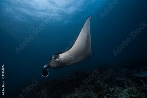 Reef Manta with missing cephalic fin
