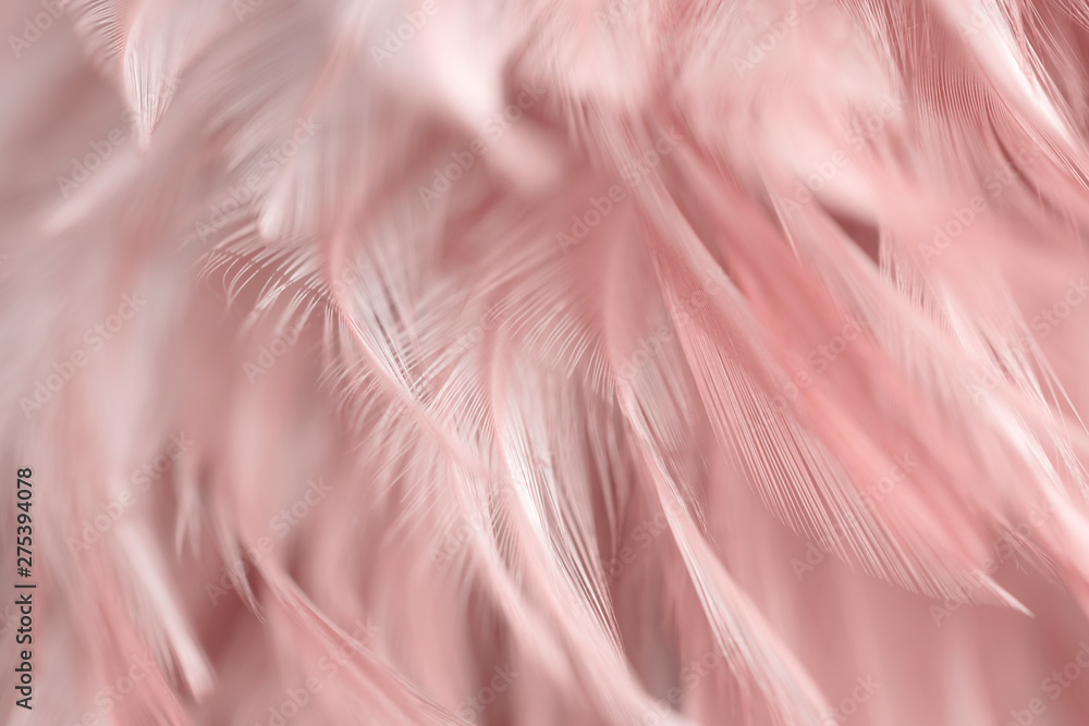 Blur Bird chickens feather texture for background, Fantasy, Abstract, soft color of art design. - obrazy, fototapety, plakaty 