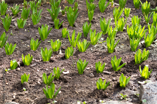 tulip sprouts, growing tulips in spring, green sprouts