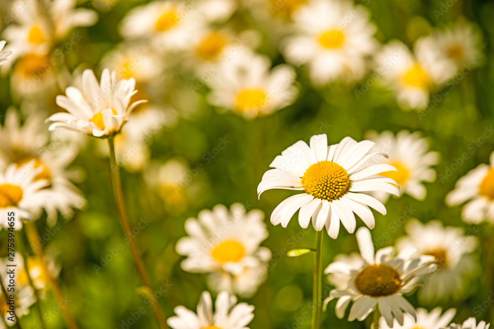 marguerite, flowers in a meadow in spring in Germany marguerite, flowers in a meadow in spring in Germany
