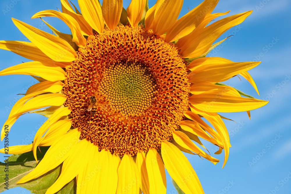 Naklejka premium Beautiful sunflower photographed in the summer.