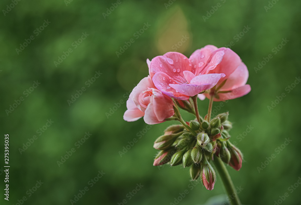 Obraz premium Geranium pink - Pelargonien - with raindrops - soft colors