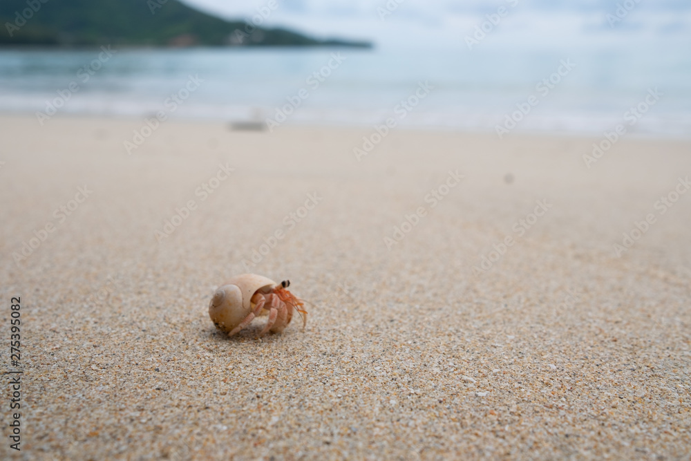 Hermit crab walking on the beautiful beach. soft focus. Hermit crab walking on the beautiful beach. soft focus.