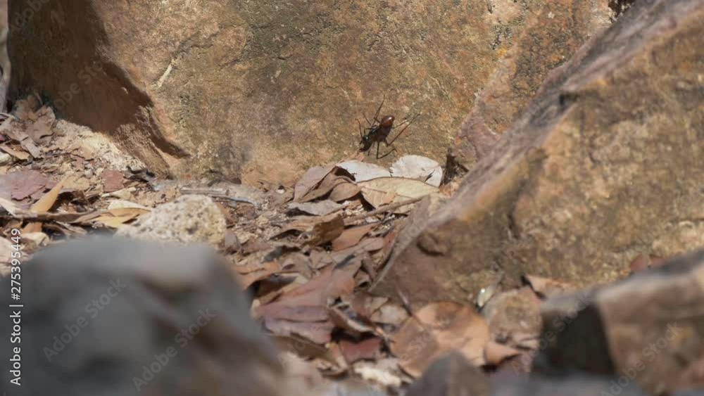Closeup shot of a big ant crawling around a rock in the jungle Closeup shot of a big ant crawling around a rock in the jungle
