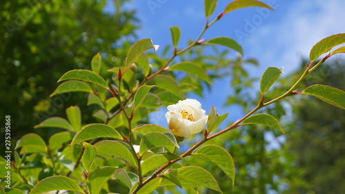 Japanese stewartia deciduous tree with beautiful white flower and green leaves on branches close up. Also known as Stewartia pseudocamellia, Korean stewartia, Deciduous camellia.