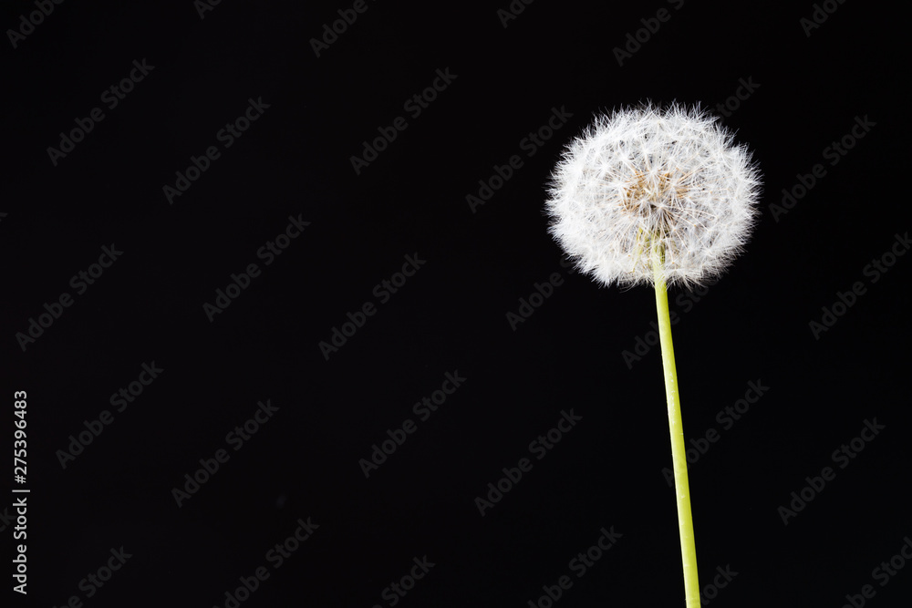 Dandelion clock, close-up, macro - Image . Dandelion clock, close-up, macro - Image .
