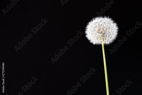 Dandelion clock, close-up, macro - Image .