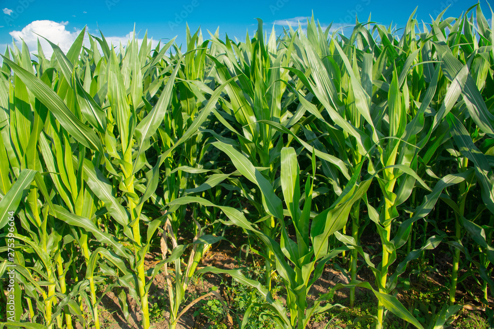 Obraz premium Corn field on a sunny day
