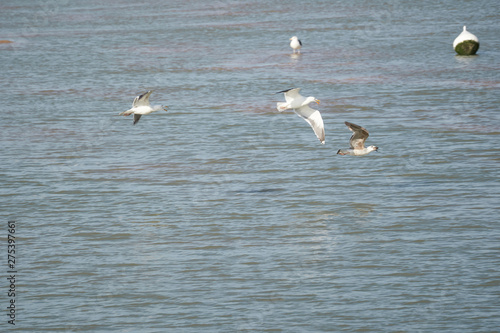 Seagulls in combat mode