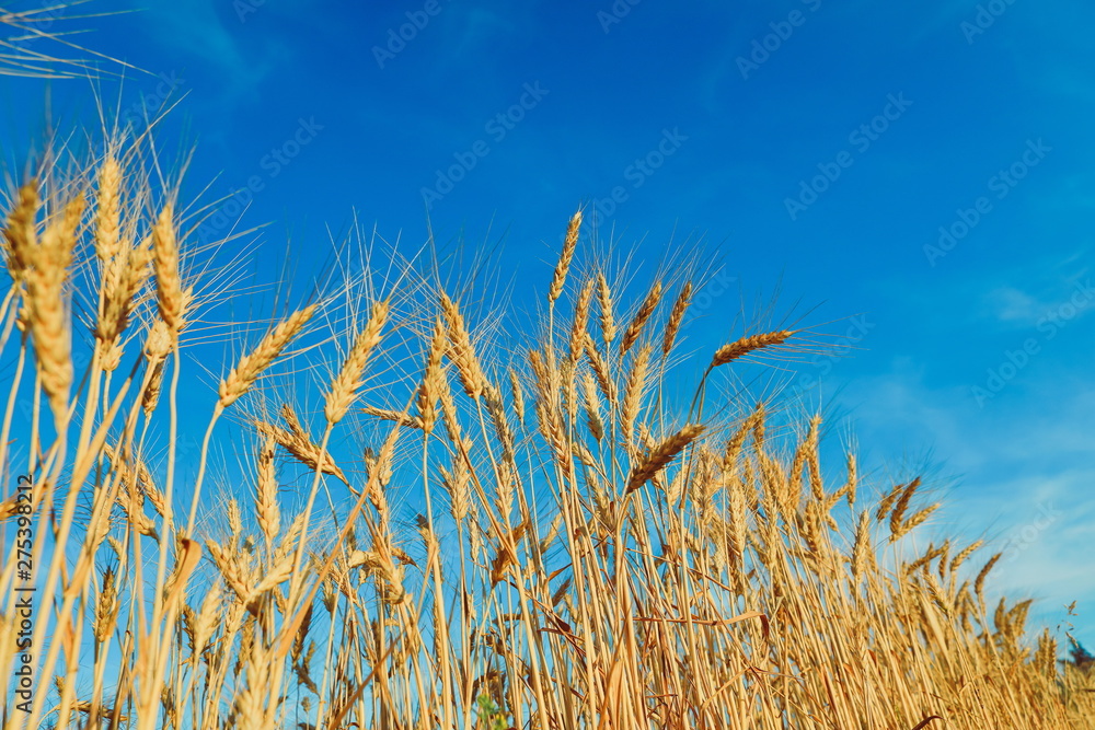 Obraz premium field of golden wheat against the blue sky