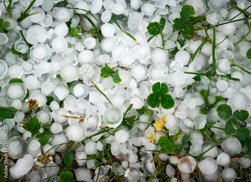 Canvas Print green clover leaves covered with ice hail