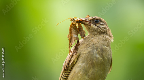 Streak-eared Bulbul (Pycnonotus blanfordi) with a night butterfly in its mouth over bright clear green nature background photo