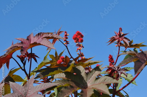 棘のようなトウゴマの花です。 photo